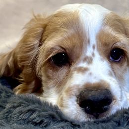 Cocker Spaniels from Mountain Valley Cockers
