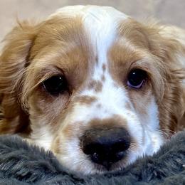 Cocker Spaniels from Mountain Valley Cockers