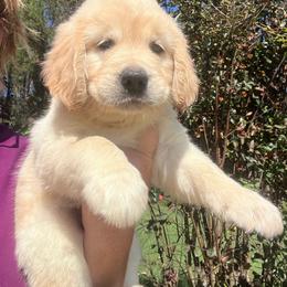White collar - Golden female Golden Retriever puppy in Jesup, Georgia from Painted Platinum Retrievers (Painted Platinum Kennel) PPK