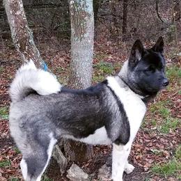 Yenni - Akita