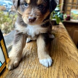 Maple - Girl 1- PENDING waitlist selection mid-Nov - Red tri-color female Australian Shepherd puppy in Duluth, Minnesota from Frozen Nort Aussies