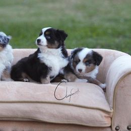 Miniature Australian Shepherd and Toy Australian Shepherd Puppies from Clay Creek Aussies