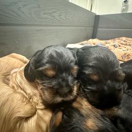 Merlot - Black white and tan male Cocker Spaniel puppy in Justin, Texas from Flud Farm Cocker Spaniels