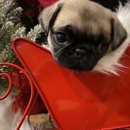 Pug Puppies from West Georgia Pugs