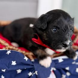 Grey collar toy - Black tri-color male Aussiedoodle puppy in 32046, Florida from River Hill Ranch