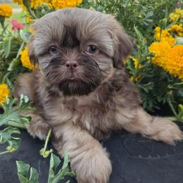 Liver tan points - Chocolate and tan male Shih Tzu puppy in Vinita, Oklahoma from Locust Creek Shih Tzu & Havanese