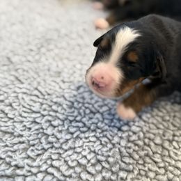 Girl 2 - Tri-color female Bernese Mountain Dog puppy in Gardner, Kansas from Faith and Family Farm