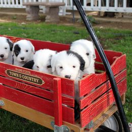 Old English Sheepdog Puppies from Wild-n-Woolly Old English Sheepdogs