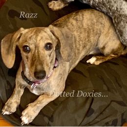 Razz - Dachshund