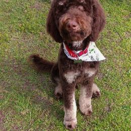 Goldendoodle and Poodle All Grown Up from Rolling Oak Doodles