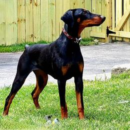Sundae - Black and rust female Doberman Pinscher puppy in Redford, Michigan from Warsong Dobermann