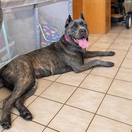 Juno - Gray brindle female Cane Corso puppy in Hillsborough, New Jersey from Central Jersey K9