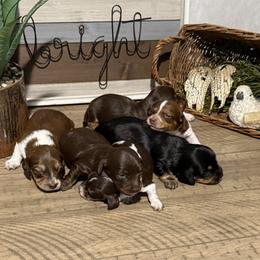 Dachshund puppies from Monroe’s Hillcrest Dachshunds