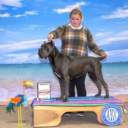 Xina - Cane Corso