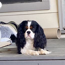 Maui - Cavalier King Charles Spaniel