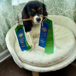 Cavalier King Charles Spaniel All Grown Up from Campbell’s Cavaliers