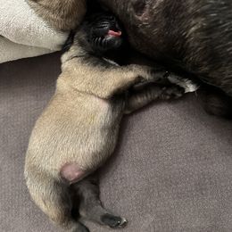 Mastiff Puppies from Halfway Creek Farms