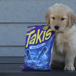 Australian Shepherd and Golden Retriever Puppies from Sterling Valleys Goldens and Aussies