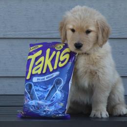 Australian Shepherd and Golden Retriever Puppies from Sterling Valleys Goldens and Aussies