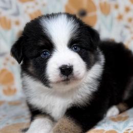 Cuddles - Black tri female Toy Australian Shepherd puppy in Liberty Hill, Texas from Pistol Paws Aussies