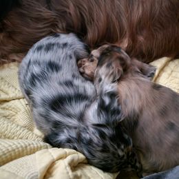 Dachshund Puppies from Hyder's Dachshunds