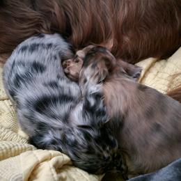 Dachshund Puppies from Hyder's Dachshunds
