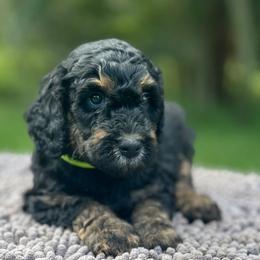 Encore - Phantom male Goldendoodle puppy in Sanderson, Florida from Serenity Goldendoodles