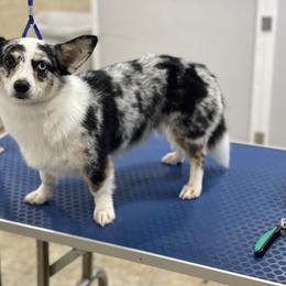 Stormi - American Corgi