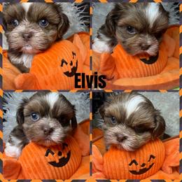 Elvis - Liver and white male Shih Tzu puppy in Coolidge, Arizona from Shih Tzu’s  ‘N’ Love