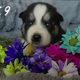 Ice 9 - Black and white female Siberian Husky puppy in Spring Hill, Florida from Whitmore Wolfpack LLC