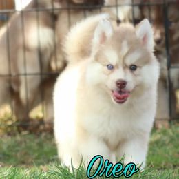 Siberian Husky Puppies from Husky Hotel