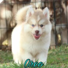 Siberian Husky Puppies from Husky Hotel