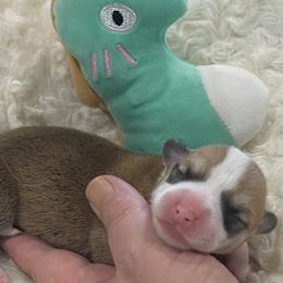 Shiloh - Red male Pembroke Welsh Corgi puppy in Adairsville, Georgia from R&R Corgis