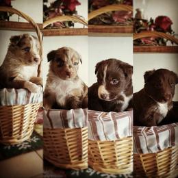 Australian Shepherd Puppies from AussieLand Shepherds