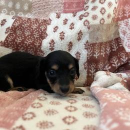 Sarah - Black and tan female Dachshund puppy in Aurora, Missouri from Baileys Precious Puppies