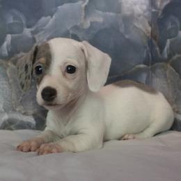 Barcia - Chocolate and tan female Dachshund puppy in Warm Springs, Arkansas from Seven Hills Arkansas