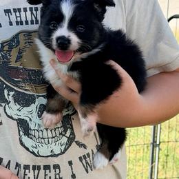 Black tri female - Black tri female Toy Australian Shepherd puppy in Stephenville, Texas from Rockin J Lil Aussies