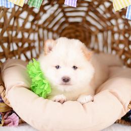 Misaki - Wooly Cream Boy - Cream male Shiba Inu puppy in Neosho, Missouri from Sunny Terrace Shibas