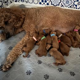 Black collar - Red  male Poodle puppy in Riverside, California from Riverside red poodles