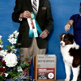 Miniature American Shepherds from Dodge City Mini's