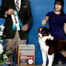 Miniature American Shepherds from Dodge City Mini's
