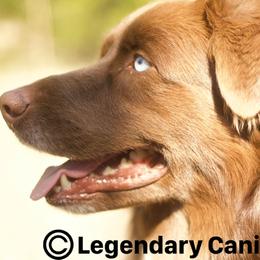 Shooter - Australian Shepherd