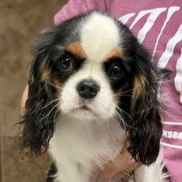 Willow - Tri-color female Cavalier King Charles Spaniel puppy in Spring Hill, Florida from Stardom Chihuahuas & CKCS