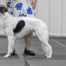 Silken Windhounds from Ayakashi Silken Windhounds