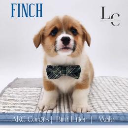 Finch - Red male Pembroke Welsh Corgi puppy in Pine Village, Indiana from NL Horsemanship