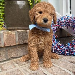 Magna - Apricot male Goldendoodle puppy in Camden, North Carolina from Oopsie Doodles of NC