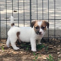 Arlo - White and tan male Russell Terrier puppy in Valley Mills, Texas from Bar Rafter C Shorty Jacks