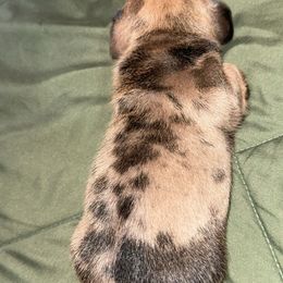 Gus Gus - Dapple male Dachshund puppy in Anderson, California from FiveThreeZeroMiniDachshunds