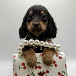 Luna-AKC 2500 - Black and cream female Dachshund puppy in Bartlesville, Oklahoma from OkieDokieDox