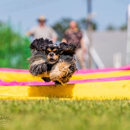 Mercy - Cocker Spaniel